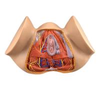 Modello anatomico del perineo Femminile, Modello pelvico Femminile a grandezza Naturale 1:1, Modello di organi riproduttivi Femminili, Modello di Anatomia ginecologica per l'insegnamento