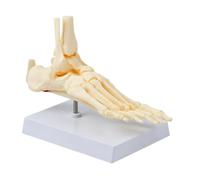 Modello anatomico del piede da tavolo come riferimento per lo studio, display didattico per la struttura ' articolazione della caviglia con dimensioni 22 x 12, 5 x 17 cm per lezioni anatomia