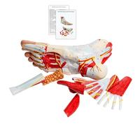Modello Anatomico Del Piede Dimensione Di Vita, Modello Anatomico Del Piede Con Marcatori Numerici E Descrizioni Testuali, Rimovibile 9 Parti, Per Studenti Bzw Medicina Studio (1:1 Anatomia)