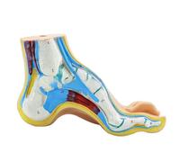 Modello anatomico del piede normale, piatto, ad arco alto, comprensivo di muscoli, legamenti con mano e caviglia con scheletro con e