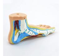 Modello anatomico del piede normale umano 1:1 modello anatomico del piede a grandezza naturale Modello muscolare del piede umano Risorse didattiche mediche, 1 piede normale.