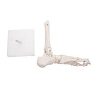 Modello Anatomico del Piede Umano Caviglia, Bianco PVC | Articolato e Montato su Supporto, per Visualizzazione Anatomica Chiara, Consulti Clinici e Formazione