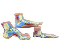 Modello anatomico del piede umano, modello 1:1 a grandezza naturale piede piatto arcuato modello anatomico del piede umano modello muscolo del piede medico risorse didattiche, set da 3 pezzi
