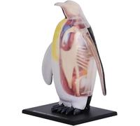 Modello anatomico del pinguino imperatore, modello di simulazione semitrasparente dello scheletro dell'organo del pinguino imperatore, 29 parti staccabili, for la dimostrazione didattica