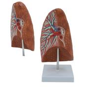 Modello Anatomico del Polmonare Umano a Grandezza Naturale Con Base, Modello Anatomico Dell'apparato Respiratorio Realistico del Polmone Medico per Strumenti di Studio di Anatomia e Fisiologia