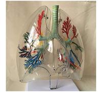 Modello Anatomico del Polmone - Modello del Segmento Polmonare Trasparente - Modello Respiratorio per Chirurgia Toracica Dell'albero - Modello Didattico di Anatomia del Respiratorio Polmonare