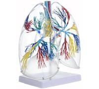Modello anatomico del polmone umano in PVC trasparente Modello anatomico della struttura ' albero bronchiale umano per l ' anatomia polmonare educativa e clinica