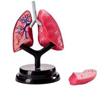 Modello anatomico del polmone umano - Sistema respiratorio staccabile, anatomico for l'istruzione e l'insegnamento medico