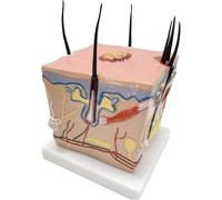 Modello anatomico del processo di crescita dei capelli