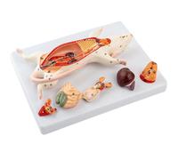 Modello Anatomico del Ratto Degli Organi Interni del Bianco Anat5838