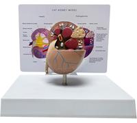 Modello anatomico del rene di gatto con strutture patologiche, | Sussidio didattico scienze veterinarie, sussidi dimostrativi anatomia organi animali, for l'educazione scientifica ospedali