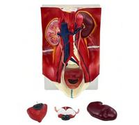 Modello anatomico del rene e della vescica, modello del tratto urinario con dimensioni naturali e 3 parti staccabili per la ricerca scientifica