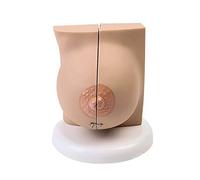 Modello anatomico del seno: Anatomia degli organi umani per insegnamento e studio medico, applicazioni ginecologiche ed estetiche con sezione patologica
