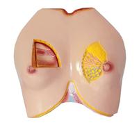 Modello anatomico del seno femminile Modello anatomico Modello anatomico di organo umano Modello anatomico del seno for studio e didattica Modello medico