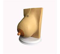 Modello anatomico del Seno - Modello anatomico dell'organo Umano - Modello del Seno Femminile - Modello anatomico della