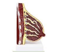 Modello anatomico del seno per l'educazione medica - Supporto didattico per la struttura del torace femminile umana per ginecologi e studenti