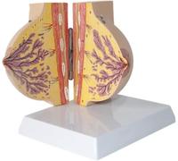 Modello anatomico del seno PVC femminile a riposo modello del seno anatomia medica patologia sezione trasversale del seno modello anatomico studio insegnamento modello medico