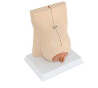 Modello anatomico del seno umano durante l'allattamento, modello femminile, materiale in PVC for l'insegnamento medico