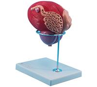 Modello anatomico del sistema genito-urinario, ingrandito 3 volte, utilizzato for l'insegnamento e la comunicazione medico-paziente