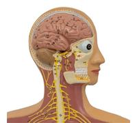 Modello anatomico del sistema nervoso umano, cervello, distribuzione dei nervi spinali, supporto didattico, scheletro, visualizzazione a metà grandezza naturale