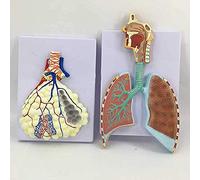 Modello anatomico del sistema respiratorio umano-Sistema respiratorio anatomico dei polmoni-comunicazione tra medici e pazienti-apprendimento nella scuola di medicina