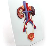 Modello anatomico del sistema urinario umano, modello di anatomia renale del modello di studio, modello di organo umano della vescica dell'uretra e modello per l'insegnamento dello studio