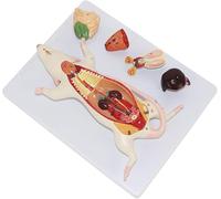 Modello anatomico del topo, modello medico anatomico animale con marchio digitale, kit sperimentale for l'insegnamento della biologia dell'anatomia della struttura dell'organo interno