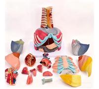 Modello anatomico del torace a grandezza naturale, 15 parti staccabili, 110 marcatori di posizione, modello dell'apparato respiratorio umano, inclusi laringe, albero bronchiale, segmenti polmonari