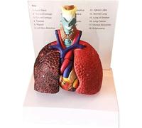 Modello anatomico del Torace Umano, Cuore, polmoni, laringe, Trachea, linfonodi, Modello didattico respiratorio per Studenti di Medicina
