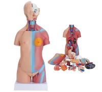 Modello anatomico del torso 45 cm Modello anatomico del torso umano 23 parti Corpo Anatomico Anatomia medica Didattica educativa