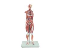 Modello anatomico del torso da 78 cm, modello di torso umano unisex a grandezza naturale, modello anatomico di muscoli e organi umani, strumento didattico didattico di anatomia medica dello scheletr