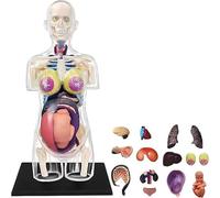 Modello anatomico del torso di gravidanza trasparente 4D, modello di struttura degli organi interni della donna incinta, 41 parti, tronco e feto staccabili, for l'esposizione in aula