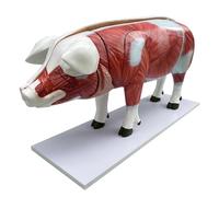 Modello anatomico del torso di maiale da 40,1 pollici modello di organi viscerali di animali domestici for studenti di medicina strumento di ricerca scientifica, display didattico da 102 cm