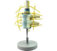 Modello anatomico del torso, midollo spinale toracico umano, midollo spinale, nervo simpatico, modello del torso compatibile con l'insegnamento e l'esposizione dell'apprendimento in classe di scienze,