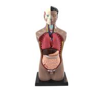 Modello anatomico del torso umano 42 cm con 12 parti rimovibili, puzzle educativo 3D da assemblare su una base robusta, organo del corpo umano Umana Modello
