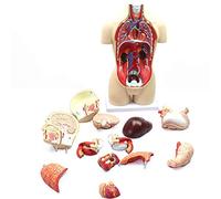 Modello Anatomico del Torso Umano 45Cm Modello di Torso Mezzo Corpo Scomponibile in 16 Pezzi con Anatomia degli Organi Interni per Risorse Didattiche