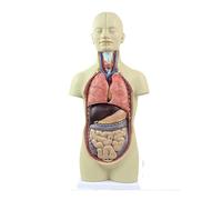 Modello anatomico del torso umano con scheletro, 12 organi rimovibili, modello didattico in scala 1/2 con muscoli facciali e cervello Umana Modello