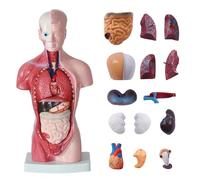 Modello anatomico del torso umano da 28 cm, 15 parti rimovibili con cuore, visceri, cervello e scheletro per l'insegnamento delle scienze e della medicina nelle scuole