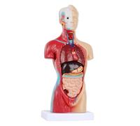 Modello anatomico del torso umano for bambini, modello del corpo rimovibile da 15 pezzi con cuore, cranio, cervello e scheletro for la scuola materna Umana Modello