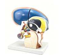 Modello anatomico del tronco cerebrale ingrandito 3X, modello anatomico del tronco encefalico umano e dei nuclei ipotalamici, for studenti di medicina e dimostrazione clinica su pazienti