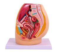 Modello anatomico della cavità del bacino femminile Anatomia degli organi riproduttivi femminili realistici per l'insegnamento delle impostazioni cliniche Formazione sanitaria