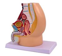 Modello anatomico della cavità del bacino maschile Modello di anatomia degli organi riproduttivi maschili realistici per l'insegnamento delle impostazioni cliniche Anatomia sagittale pelvica