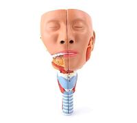 Modello anatomico della cavità della gola, modello di struttura muscolare per naso e bocca, dimensioni naturali per esposizione didattica e didattica