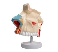 Modello anatomico della cavità nasale a grandezza naturale di tre volte con le parti rimovibili per le malattie Studio medico lezione relazione PVC