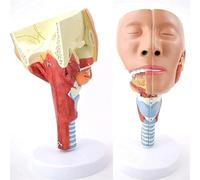 Modello anatomico della cavità nasale della laringe, modello del dolore muscolare faringeo, modello umano for rafforzare la struttura del collo e la medicina funzionale, insegnamento della ricerca sul