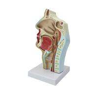 Modello anatomico della cavità nasale e gola, in scala 1:1, modello orale dei seni paranasali staccabile, a grandezza naturale, for la formazione medica otorinolaringoiatrica