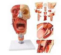 Modello Anatomico Della Cavità Nasale E Gola - Strumento Didattico | Esplora l'anatomia umana con questo modello dettagliato di naso e gola.
