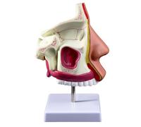 Modello anatomico della cavità nasale umana Modello anatomico del nasofaringeo for l'apprendimento Modello dimostrativo Strumento didattico educativo di anatomia medica