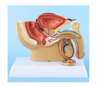 Modello anatomico della cavità pelvica Maschile 1:2 | Mini modello anatomico sagittale della pelvi maschile, testicolo, prostata e sistema urinario