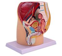 Modello anatomico della cavità pelvica maschile degli organi riproduttivi maschili Anatomia per dimostrazioni cliniche e lezioni Insegnamento in aula